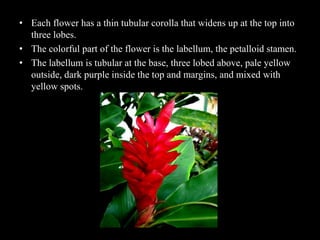 • Each flower has a thin tubular corolla that widens up at the top into
three lobes.
• The colorful part of the flower is the labellum, the petalloid stamen.
• The labellum is tubular at the base, three lobed above, pale yellow
outside, dark purple inside the top and margins, and mixed with
yellow spots.
 