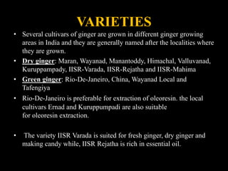 VARIETIES
• Several cultivars of ginger are grown in different ginger growing
areas in India and they are generally named after the localities where
they are grown.
• Dry ginger: Maran, Wayanad, Manantoddy, Himachal, Valluvanad,
Kuruppampady, IISR-Varada, IISR-Rejatha and IISR-Mahima
• Green ginger: Rio-De-Janeiro, China, Wayanad Local and
Tafengiya
• Rio-De-Janeiro is preferable for extraction of oleoresin. the local
cultivars Ernad and Kuruppumpadi are also suitable
for oleoresin extraction.
• The variety IISR Varada is suited for fresh ginger, dry ginger and
making candy while, IISR Rejatha is rich in essential oil.
 