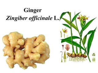 Ginger