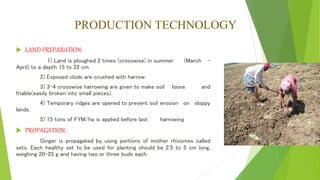 PRODUCTION TECHNOLOGY
 LAND PREPARATION:
1) Land is ploughed 2 times (crosswise) in summer (March -
April) to a depth 15 to 22 cm
2) Exposed clods are crushed with harrow.
3) 3-4 crosswise harrowing are given to make soil loose and
friable(easily broken into small pieces).
4) Temporary ridges are opened to prevent soil erosion on sloppy
lands.
5) 15 tons of FYM/ha is applied before last harrowing
 PROPAGATION:
Ginger is propagated by using portions of mother rhizomes called
sets. Each healthy set to be used for planting should be 2.5 to 5 cm long,
weighing 20-25 g and having two or three buds each.
 