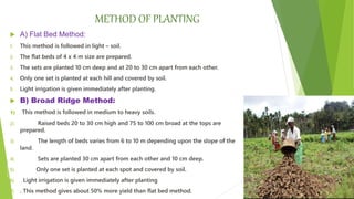METHOD OF PLANTING
 A) Flat Bed Method:
1. This method is followed in light – soil.
2. The flat beds of 4 x 4 m size are prepared.
3. The sets are planted 10 cm deep and at 20 to 30 cm apart from each other.
4. Only one set is planted at each hill and covered by soil.
5. Light irrigation is given immediately after planting.
 B) Broad Ridge Method:
1) This method is followed in medium to heavy soils.
2) Raised beds 20 to 30 cm high and 75 to 100 cm broad at the tops are
prepared.
3) The length of beds varies from 6 to 10 m depending upon the slope of the
land.
4) Sets are planted 30 cm apart from each other and 10 cm deep.
5) Only one set is planted at each spot and covered by soil.
6) Light irrigation is given immediately after planting
7) . This method gives about 50% more yield than flat bed method.
 