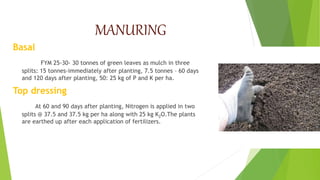 MANURING
Basal
FYM 25-30- 30 tonnes of green leaves as mulch in three
splits: 15 tonnes-immediately after planting, 7.5 tonnes – 60 days
and 120 days after planting, 50: 25 kg of P and K per ha.
Top dressing
At 60 and 90 days after planting, Nitrogen is applied in two
splits @ 37.5 and 37.5 kg per ha along with 25 kg K2O.The plants
are earthed up after each application of fertilizers.
 