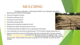 MULCHING
In ginger cultivation, mulching the field is an important operation.
Mulching has several advantages
 Source of organic manure
 Prevents washing of soil
 Conserves soil moisture
 Smoothers weed growth.
 Improves the physical properties of soil
 Protects the setts and sprouts from hot sun
 Provides favorable conditions for the sprouting of the setts.
 First mulching is to be done at planting with 10-12 tonnes of green leave per ha.
 Second mulching is done at 40-60 days after first mulching with 5 tonnes of green
leaves. Farm yard manure is spread over the green leaves. In irrigated crop – raise
cow pea and black gram as live mulches. Remove the mulches 60 days after sowing
during rains. Castor seeds are sown on bunds at 9 m intervals, to serve as wind
breaks.
 