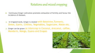 Rotations and mixed cropping
 Continuous Ginger cultivation promotes exhaustion of fertility and favour the
incidence of diseases.
 In Irrigated lands, Ginger is rotated with Betelvine,Turmeric,
Onion, Garlic, Chillies, Vegetables, Sugarcane, Maize etc.
 Ginger can be grown as intercrop in Coconut, Arecanut, coffee,
Mandarin, Mango, Guava and Grapes
 
