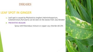 DISEASES
LEAF SPOT IN GINGER
 Leaf spot is caused by Phyllosticta zingiberi,Helminthosporium,
Colletotrichum,Pyricularia can be seen on the leaves from July-October
 PREVENTIVE MEASURE
Spray with1%boredaux mixture or copper oxy chloride @0.25%
 