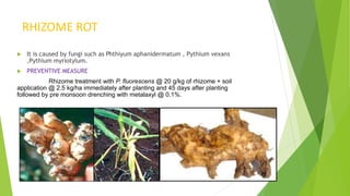 RHIZOME ROT
 It is caused by fungi such as Phthiyum aphanidermatum , Pythium vexans
,Pythium myriotylum.
 PREVENTIVE MEASURE
Rhizome treatment with P. fluorescens @ 20 g/kg of rhizome + soil
application @ 2.5 kg/ha immediately after planting and 45 days after planting
followed by pre monsoon drenching with metalaxyl @ 0.1%.
 