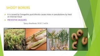 SHOOT BORERS
 It is caused by Conogethis punctiferalis causes holes in pseudostems by feed
on internal tissue
 PREVENTIVE MEASURES
Spray dimethoate 30 EC 2 ml/lit
 