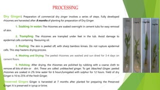 PROCESSING
Dry Ginger: Preparation of commercial dry zinger involves a series of steps. Fully developed
rhizomes are harvested after 8 months of planting for preparation of Dry Ginger.
1. Soaking in water: The rhizomes are soaked overnight in cement tubs for easy removal
of skin.
2. Trampling: The rhizomes are trampled under feet in the tub. Avoid damage to
epidermal cells containing flavouring oil.
3. Peeling: The skin is peeled off, with sharp bamboo knives. Do not rupture epidermal
cells. This step hastens drying process.
4. Washing and Drying: The peeled rhizomes are washed and sun dried for 3-4 days on
cement floors.
5. Polishing: After drying, the rhizomes are polished by rubbing with a coarse cloth to
remove all bits of skin or dirt. These are called unbleached ginger. To get bleached Ginger, peeled
rhizomes are soaked in 2% lime water for 6 hours,fumigated with sulphur for 12 hours. Yield of dry
Ginger is 16 to 25% of the fresh Ginger.
Preserved Ginger: Ginger is harvested at 7 months after planted for preparing the Preserved
Ginger. It is preserved in syrup or brine.
 