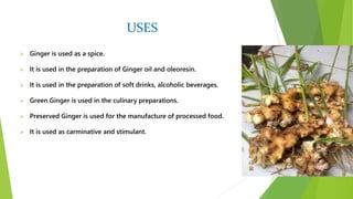 USES
 Ginger is used as a spice.
 It is used in the preparation of Ginger oil and oleoresin.
 It is used in the preparation of soft drinks, alcoholic beverages.
 Green Ginger is used in the culinary preparations.
 Preserved Ginger is used for the manufacture of processed food.
 It is used as carminative and stimulant.
 