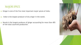 MAJOR SPICE
 Ginger is one of the five most important major spices of India.
 India is the largest producer of dry zinger in the world.
 Kerala is the largest producer of ginger accounting for more than 40%
of the total countries production.
 