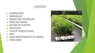 CONTENT
 INTRODUCTION
 MORPHOLOGY
 PRODUCTION TECHNOLOGY
 SEEDS AND SOWING
 METHOD OF PLANTING
 PROCESSING
 YIELD OF GINGER IN INDIA
 USES
 VALUE ADDED PRODUCTS OF GINGER
 CONCLUSION
 