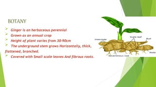 BOTANY
 Ginger is an herbaceous perennial
 Grown as an annual crop
 Height of plant varies from 30-90cm
 The underground stem grows Horizontally, thick,
flattened, branched.
 Covered with Small scale leaves And fibrous roots.
 