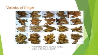 Varieties of Ginger
 The varieties differ in size, fibre, moisture
content of the rhizomes & yield.
 