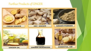 Furthur Products of GINGER
 
