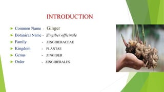 INTRODUCTION
 Common Name - Ginger
 Botanical Name - Zingiber officinale
 Family - ZINGIBERACEAE
 Kingdom - PLANTAE
 Genus - ZINGIBER
 Order - ZINGIBERALES
 