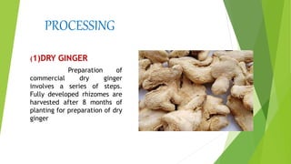 PROCESSING
(1)DRY GINGER
Preparation of
commercial dry ginger
involves a series of steps.
Fully developed rhizomes are
harvested after 8 months of
planting for preparation of dry
ginger
 