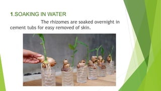 1.SOAKING IN WATER
The rhizomes are soaked overnight in
cement tubs for easy removed of skin.
 