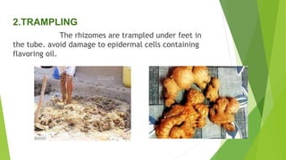 2.TRAMPLING
The rhizomes are trampled under feet in
the tube. avoid damage to epidermal cells containing
flavoring oil.
 