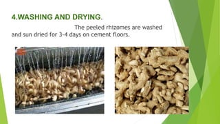 4.WASHING AND DRYING.
The peeled rhizomes are washed
and sun dried for 3-4 days on cement floors.
 