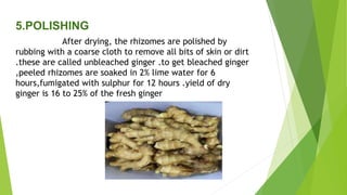 5.POLISHING
After drying, the rhizomes are polished by
rubbing with a coarse cloth to remove all bits of skin or dirt
.these are called unbleached ginger .to get bleached ginger
,peeled rhizomes are soaked in 2% lime water for 6
hours,fumigated with sulphur for 12 hours .yield of dry
ginger is 16 to 25% of the fresh ginger
 