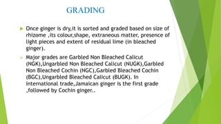 GRADING
 Once ginger is dry,it is sorted and graded based on size of
rhizome ,its colour,shape, extraneous matter, presence of
light pieces and extent of residual lime (in bleached
ginger).
 Major grades are Garbled Non Bleached Calicut
(NGK),Ungarbled Non Bleached Calicut (NUGK),Garbled
Non Bleached Cochin (NGC),Garbled Bleached Cochin
(BGC),Ungarbled Bleached Calicut (BUGK). In
international trade,Jamaican ginger is the first grade
,followed by Cochin ginger..
 