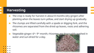 Ginger Curing Process Ginger cultivation and processing methods | PPTX