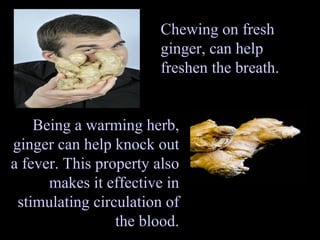 Chewing on fresh ginger,   can help freshen the breath. Being a warming herb, ginger can help knock out a fever. This property also makes it effective in stimulating circulation of the blood. 