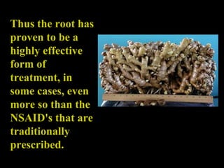 Thus the root has proven to be a highly effective form of treatment, in some cases, even more so than the NSAID's that are traditionally prescribed.   