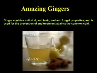 Ginger contains anti viral, anti toxic, and anti fungal properties, and is used for the prevention of and treatment against the common cold. Amazing Gingers   