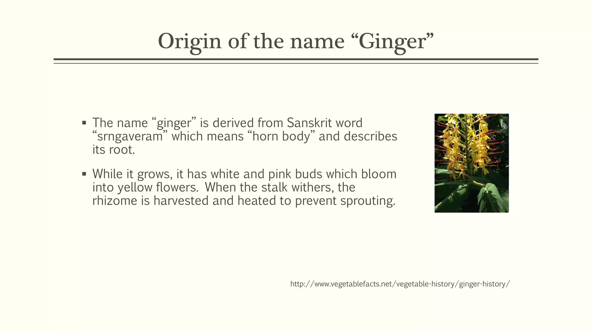 Spice as Medcine: Ginger, Zingiber officinale | PDF
