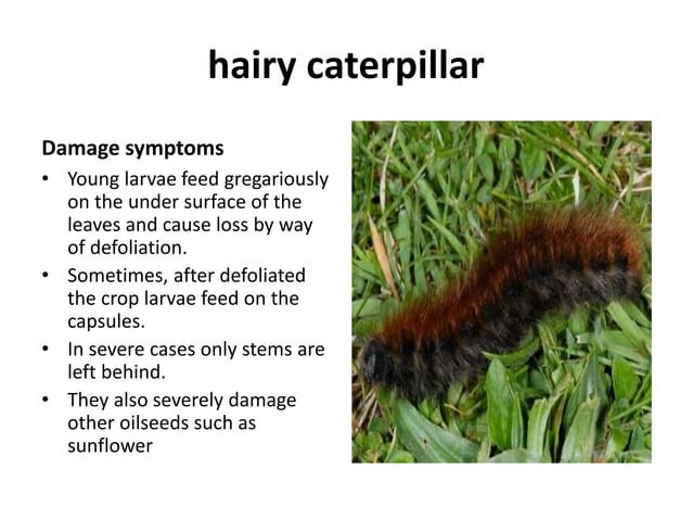 Ginger insects A Lecture By Allah Dad Khan Provincial Coordinator IPM ...