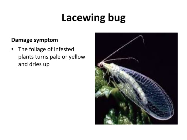 Ginger insects A Lecture By Allah Dad Khan Provincial Coordinator IPM ...