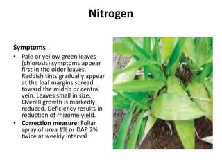 Ginger physiological disorders By Mr. Allah Dad Khan Provincial ...