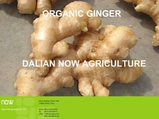 ORGANIC GINGER DALIAN NOW AGRICULTURE 