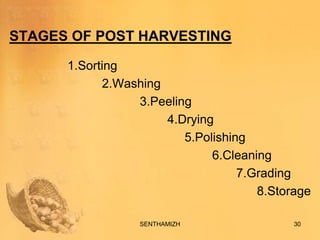 Sorting Ginger Ginger processing(FROM FIELD TO FORK) | PPTX