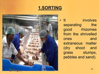 Sorting Ginger Ginger processing(FROM FIELD TO FORK) | PPTX