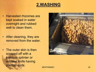 Ginger Curing Process Ginger processing(FROM FIELD TO FORK) | PPTX