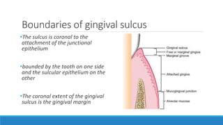 Boundaries of gingival sulcus
•The sulcus is coronal to the
attachment of the junctional
epithelium
•bounded by the tooth on one side
and the sulcular epithelium on the
other
•The coronal extent of the gingival
sulcus is the gingival margin
 