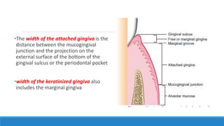 •The width of the attached gingiva is the
distance between the mucogingival
junction and the projection on the
external surface of the bottom of the
gingival sulcus or the periodontal pocket
•width of the keratinized gingiva also
includes the marginal gingiva
 