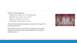 Width of attached gingiva
◦ Maxilla incisor region: 3.5- 4.5 mm (greatest)
• Mandible incisor region: 3.3 – 3.9 mm
◦ Maxillary premolar: 1.9 mm and
• Mandibular first premolars: 1.8 mm
The width of the attached gingiva increases with age and in
supraerupted teeth
The palatal surface of the attached gingiva in the maxilla
blends imperceptibly with the equally firm and resilient
palatal mucosa
 