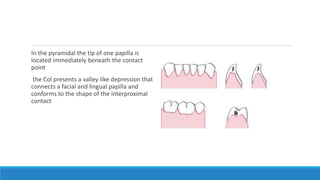 In the pyramidal the tip of one papilla is
located immediately beneath the contact
point
the Col presents a valley like depression that
connects a facial and lingual papilla and
conforms to the shape of the interproximal
contact
 