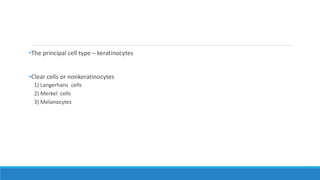 •The principal cell type – keratinocytes
•Clear cells or nonkeratinocytes
1) Langerhans cells
2) Merkel cells
3) Melanocytes
 