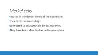 Merkel cells
•located in the deeper layers of the epithelium
•they harbor nerve endings
•connected to adjacent cells by desmosomes
•They have been identified as tactile perceptors
 