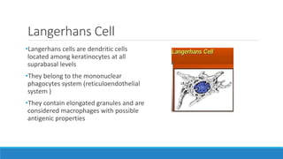 Langerhans Cell
•Langerhans cells are dendritic cells
located among keratinocytes at all
suprabasal levels
•They belong to the mononuclear
phagocytes system (reticuloendothelial
system )
•They contain elongated granules and are
considered macrophages with possible
antigenic properties
 
