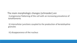 The main morphologic changes (schroeder) are
i) progressive flattening of the cell with an increasing prevalence of
tonofilaments
ii) intercellular junctions coupled to the production of keratohyaline
granules
iii) disappearance of the nucleus
 