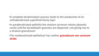 •A complete keratinization process leads to the production of an
orthokeratinized superficial horny layer
•In parakeratinized epithelia the stratum corneum retains pkynotic
nuclei and the keratohyalin granules are dispersed ,not giving rise to
a stratum granulosum
•The nonkeratinized epithelium has neither granulosum nor corneum
strata
 