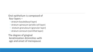Oral epithelium is composed of
four layers –
◦ stratum basale(basal layer)
◦ stratum spinosum (prickle cell layer)
◦ stratum granulosum (granular layer)
◦ stratum corneum (cornified layer)
The degree of gingival
keratinization diminishes with
age and onset of menopause
 