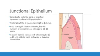 Junctional Epithelium
•Consists of a collarlike band of stratified
squamous nonkeratinizing epithelium
•The length of the JE ranges from 0.25 to 1.35 mm
•It is 3 to 4 layers thick in early life , but the
numbers of layers increase with age to 10- 20
layers
•JE tapers from its coronal end, which may be 10
to 29 cells wide to 1 or 2 cells wide at its apical
termination
 