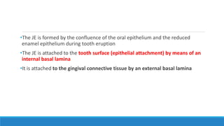 •The JE is formed by the confluence of the oral epithelium and the reduced
enamel epithelium during tooth eruption
•The JE is attached to the tooth surface (epithelial attachment) by means of an
internal basal lamina
•It is attached to the gingival connective tissue by an external basal lamina
 