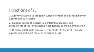 Functions of JE
1)JE firmly attached to the tooth surface forming an epithelial barrier
against plaque bacteria
2) It allows access of gingival fluid inflammatory cells, and
components of the immunologic host defense to the gingival margin
3) JE cells exhibit rapid turnover - contributes to the host- parasite
equilibrium and rapid repair of damaged tissue
 